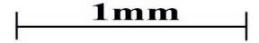 Scale 1mm