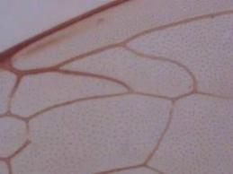 Bee Wing